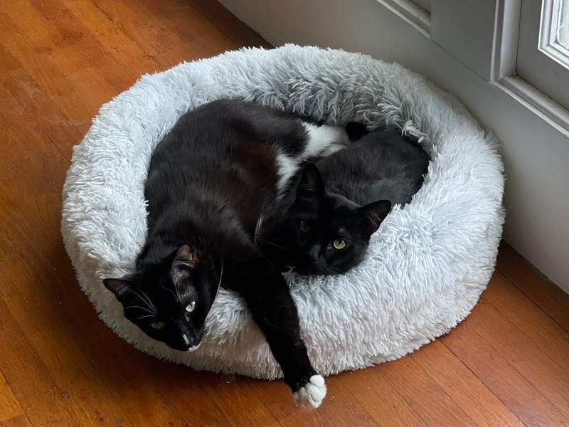 A picture of my cats, Alucard & Loki, snuggling in their bed.